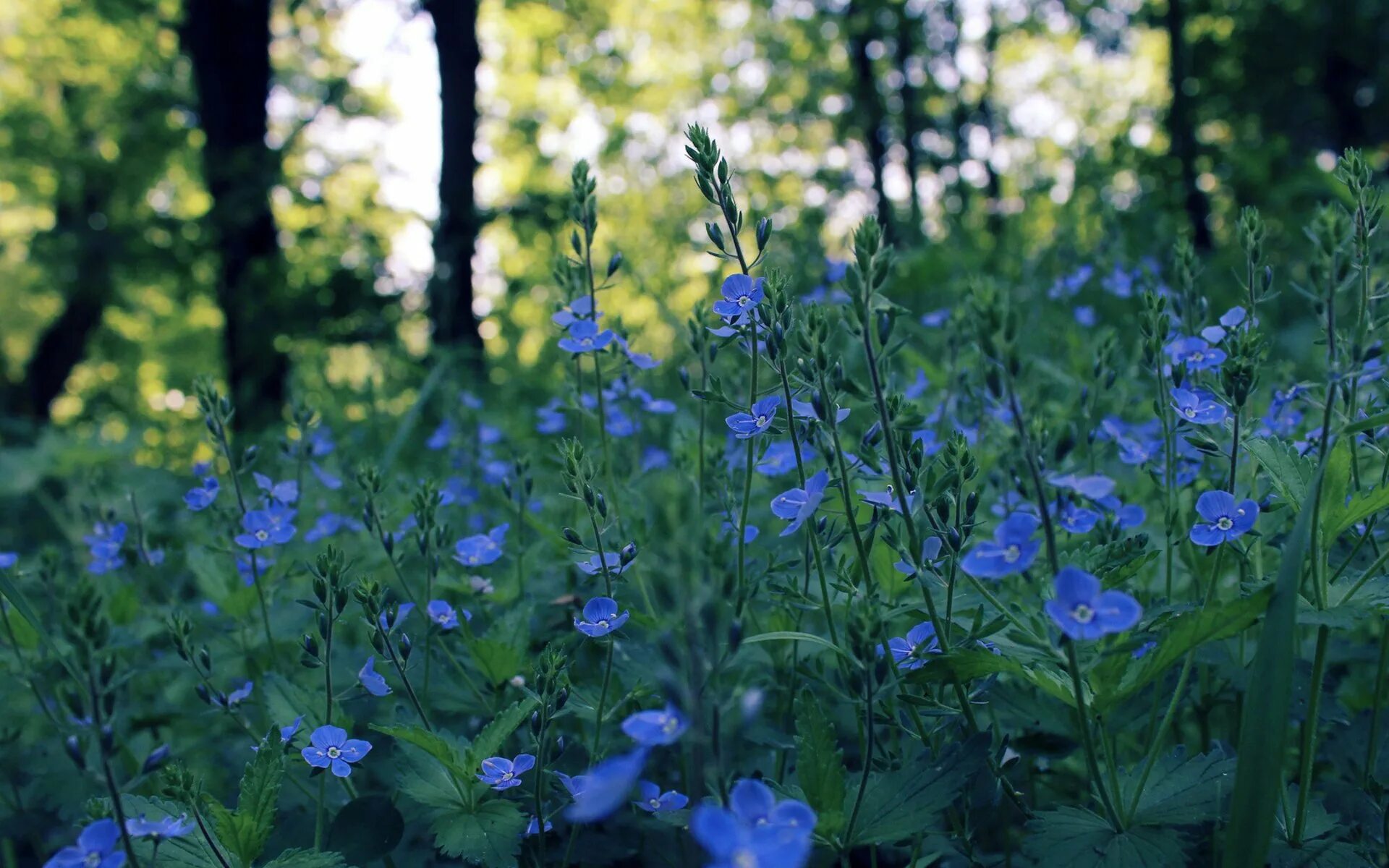 Травянистое растение синего цвета. Синие Лесные цветы. Голубые Лесные цветы. Голубые цветочки в лесу. Цветы голубые Лесные полевые.