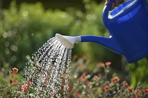 Watering flowers
