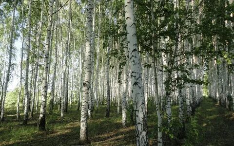 Березовая роща муром