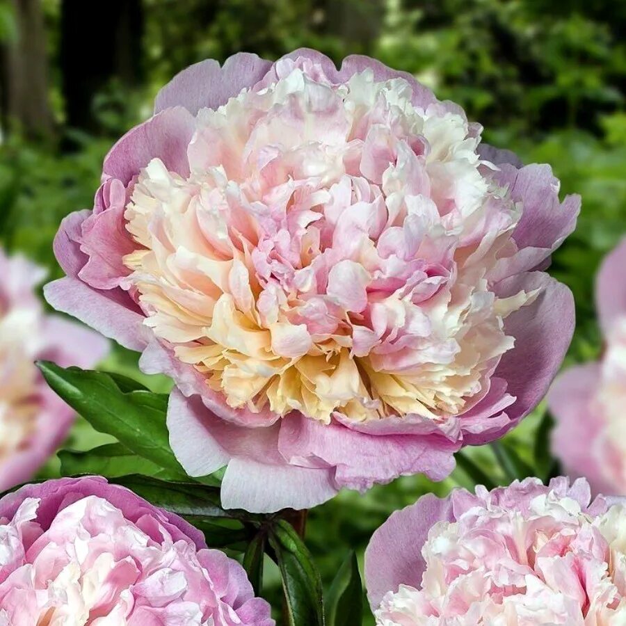 Пион молочноцветковый sword dance. Пион полумахровый. Пион эдулис суперба. Пион monsieur jules elie. Пион молочноцветковый уайт кэп.