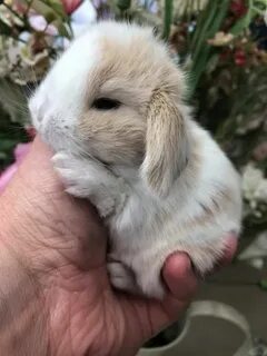 Маленькие крольчиха