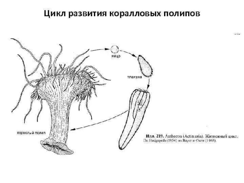 Жизненный цикл коралловых полипов. Цикл размножения коралловых полипов. Размножение коралловых полипов схема. Класс коралловые полипы жизненный цикл.