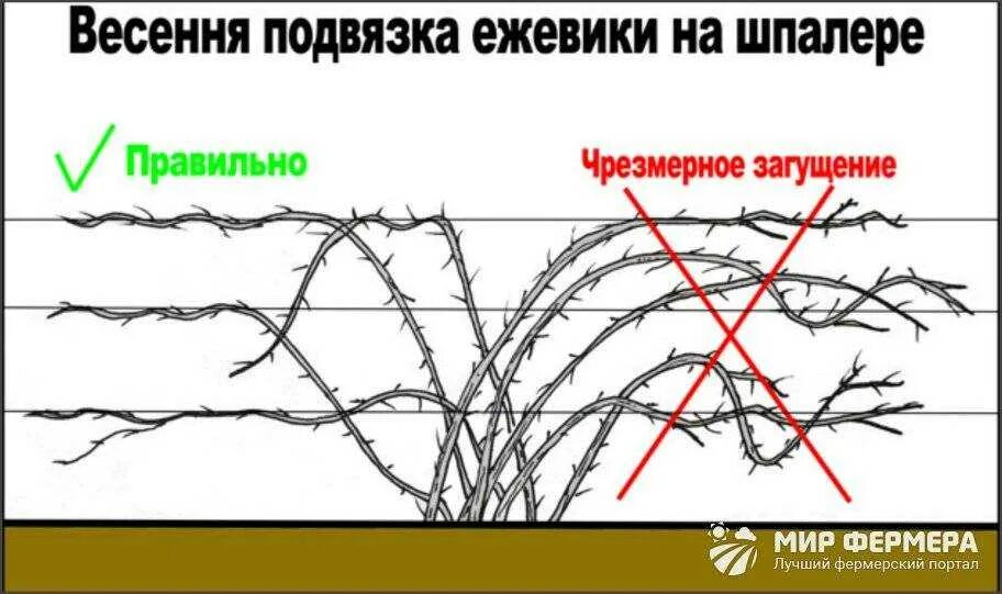 Как обрезать ежевику весной для начинающих правильно. Обрезанный куст ежевики. Ежевика Садовая куст. Схема формирования куста ежевики. Схема обрезки ежевики весной.