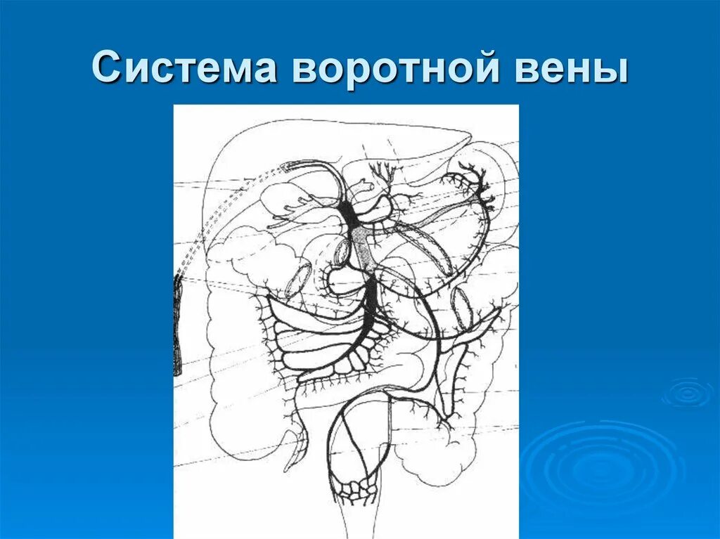 Кровообращение воротной вены. Синельников атлас воротная Вена. Система портальной вены.