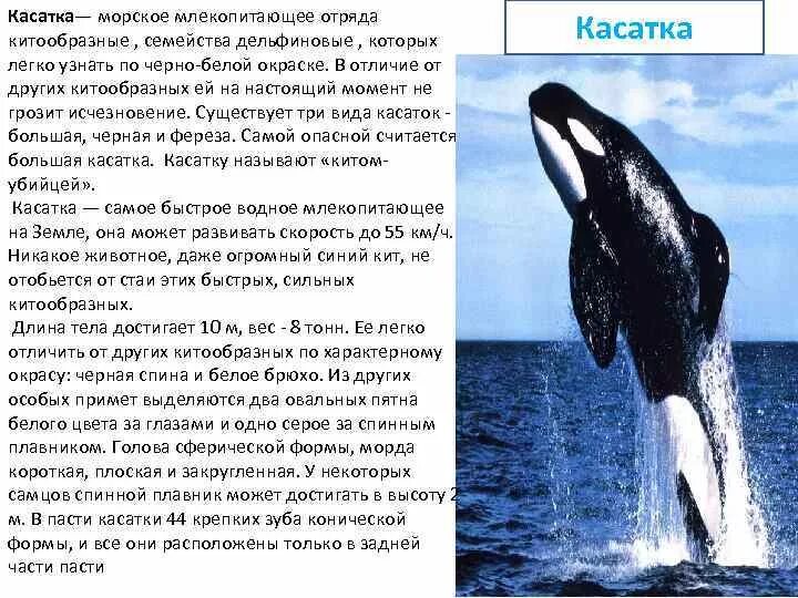 Касатка кратко. Косатка краткое описание. Интересные факты о касатках. Рассказ про касатку. Информация о косатка х.