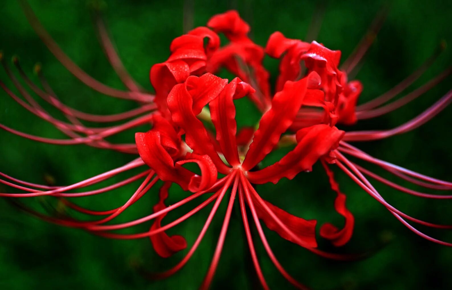 Poisonous flower. Паучья Лилия. Хиганбана. Ликорис кроваво-красный. Паучья Лилия цветок.