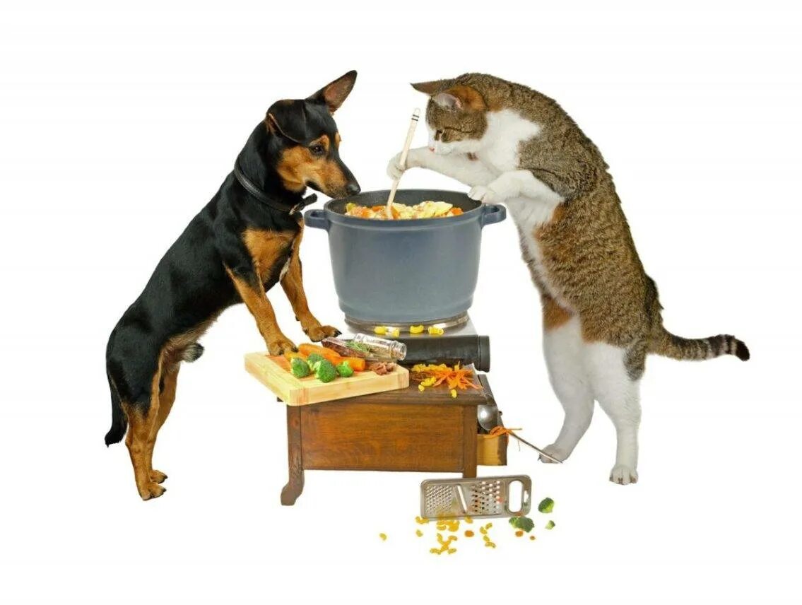 Кормление сухими кормами. Еда для животных. Корма для кошек и собак. Кормление домашних животных. Натуральное питание для животных.