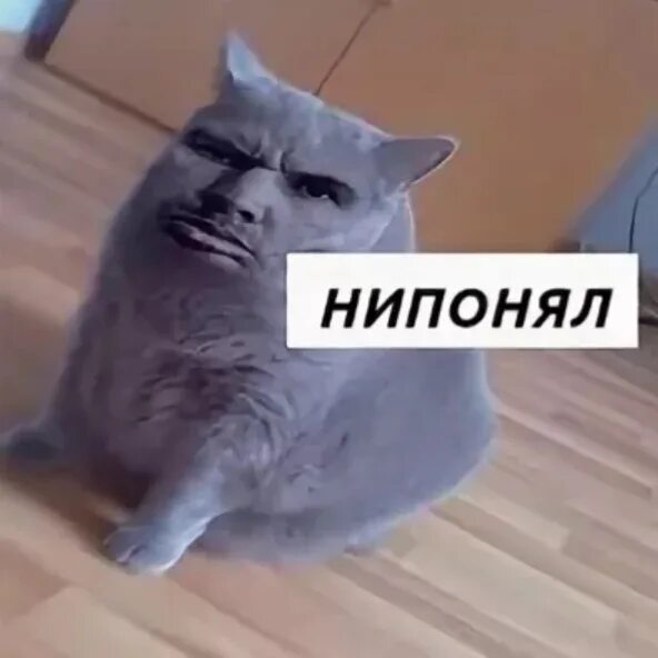 Не понял мем кот. Кот не понял. Непонимающий. Картинка что происходит вообще. Непонимание смешные картинки.