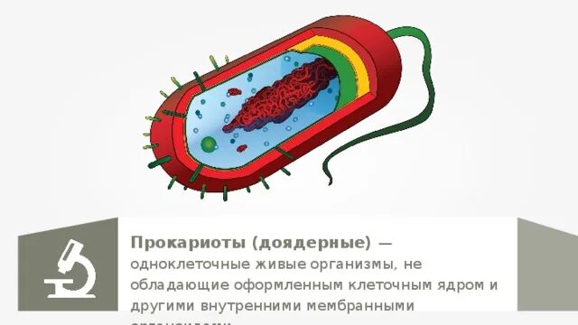 К эукариотам относят кишечную палочку