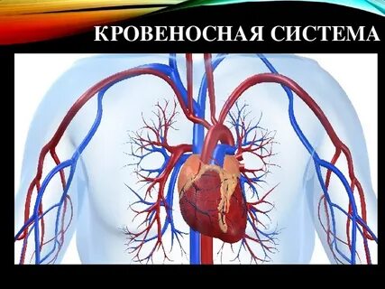 Почему транспорт называют кровеносной системой