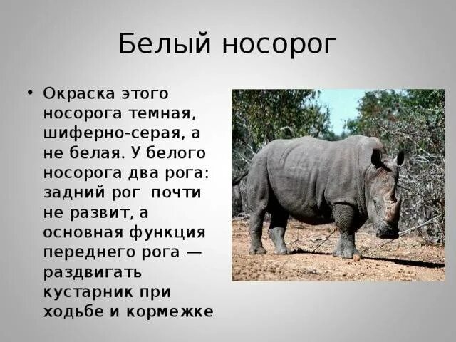 Носороги краткое содержание