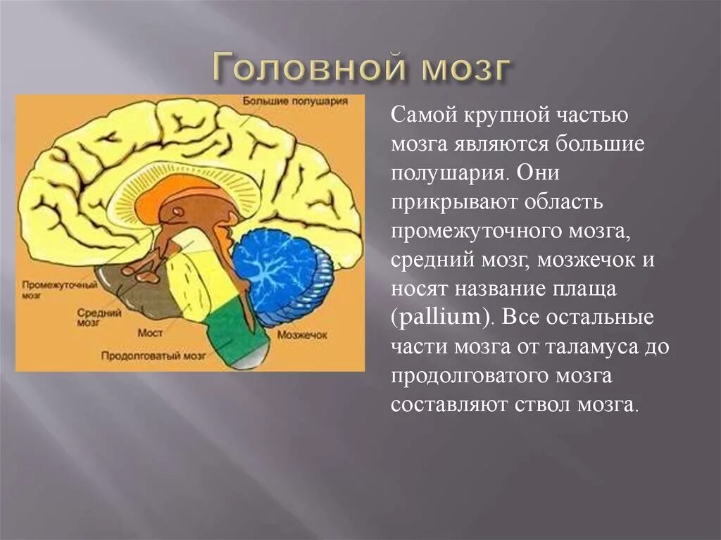 Части головного мозга. Промежуточный мозг. Головной мозг промежуточный мозг. Промежуточный мозг полушария.