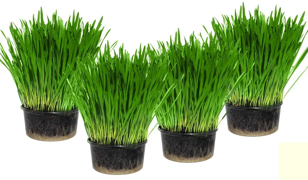 Овес в горшке для декора. Овес в горшках. Пшеница в горшке. Овес в горшках. Прорастить овес.