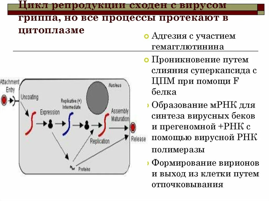 Протекает в цитоплазме. Цикл репродукции вируса гриппа. Этапы репродукции вируса гриппа. Схема репродукции вируса гриппа. Цикл репродукции.