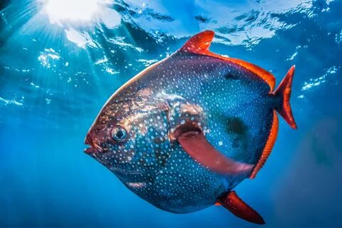 OPAHS, also commonly known as moonfish, sunfish, kingfish