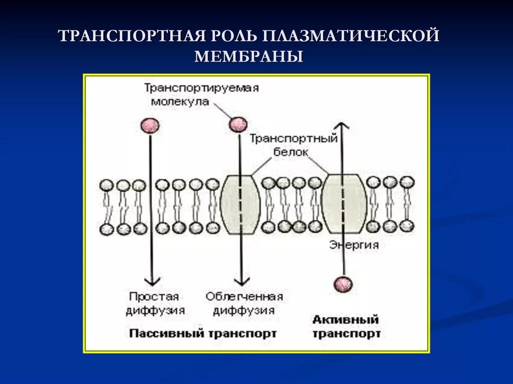 Какие функции выполняют белки мембран. Строение плазматической мембраны белки. Транспортная функция плазматической мембраны. Функции плазматической мембраны схема. Транспортная функция мембраны клетки.