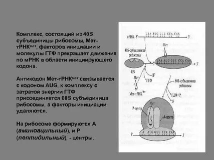 На рибосомах в процессе биосинтеза образуются