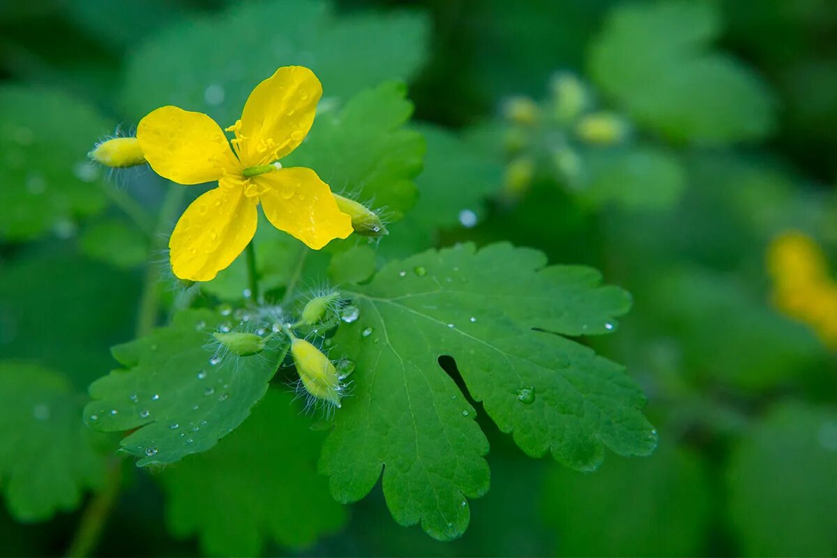 Chelidonium. Хелидониум (чистотел).. Chelidonium majus гомеопатия. Чистотел большой Chelidonium majus. Чистотел соцветие.