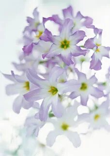 F flower