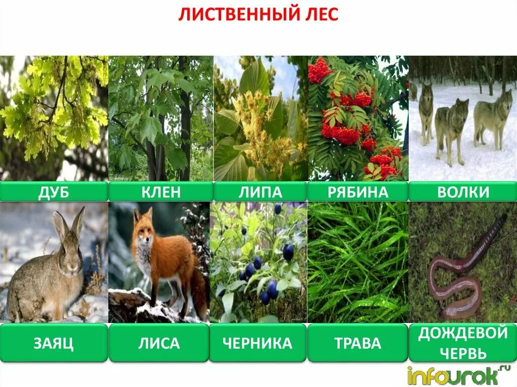 Описание природного сообщества лес. Растения и животные лесов. Обитатели леса. Природное сообщество лес растения. Природное сообщество лес обитатели.