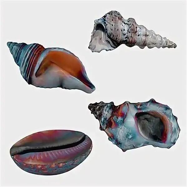 Shell set. Морская раковина 3 д модель. Ракушка модель. Ракушка 3д модель. Макет ракушки.