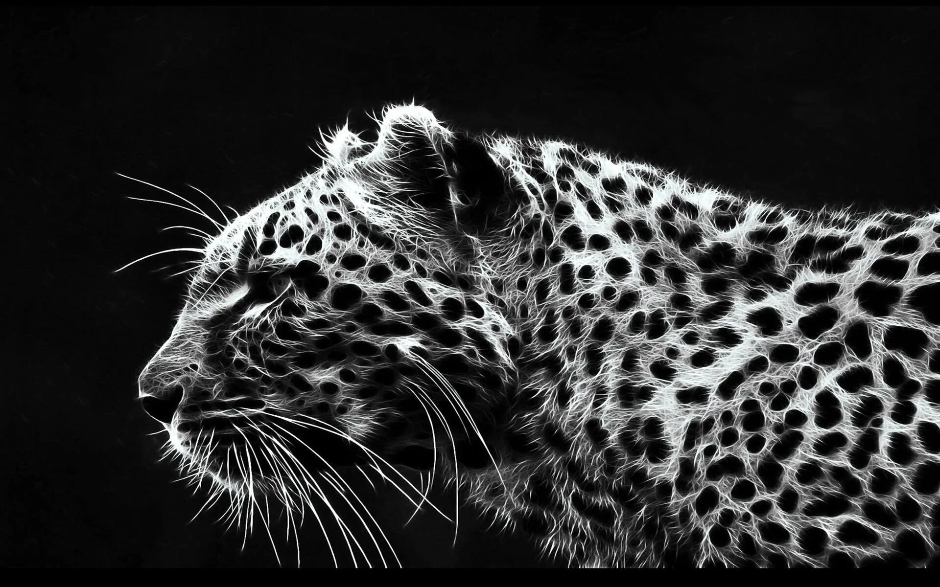 Изображение. Черный гепард. Черно белые обои. Леопард черно белый. Картинки на черном фоне.