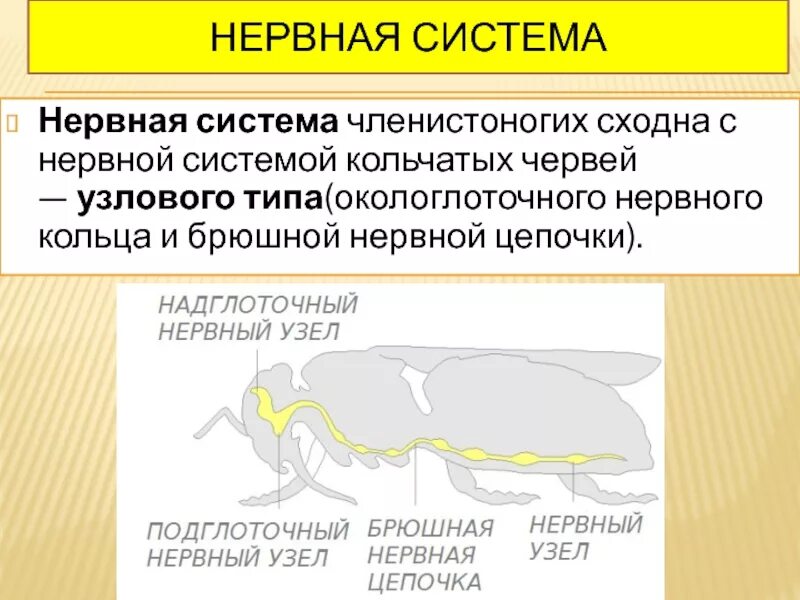 Имеет разбросанно узловую нервную систему. Нервная система членистоногих. Нервная системка членистоногиз. Нервная система членич. Узловая нервная система у членистоногих.