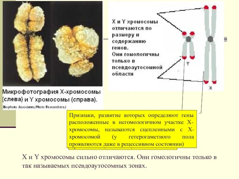 Содержат псевдоаутосомные участки