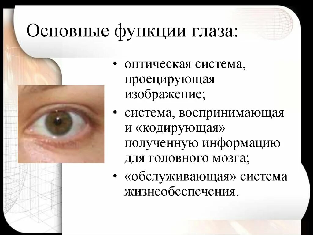 Функции глаза. Основные функции глаза. Оптическая система глаза функции. Основная функция глаза.