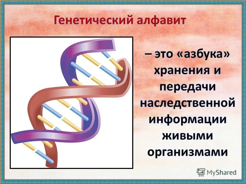 Передача наследственной информации. Генетический алфавит. Хранение и передача наследственной информации. Типы передачи наследственной информации.