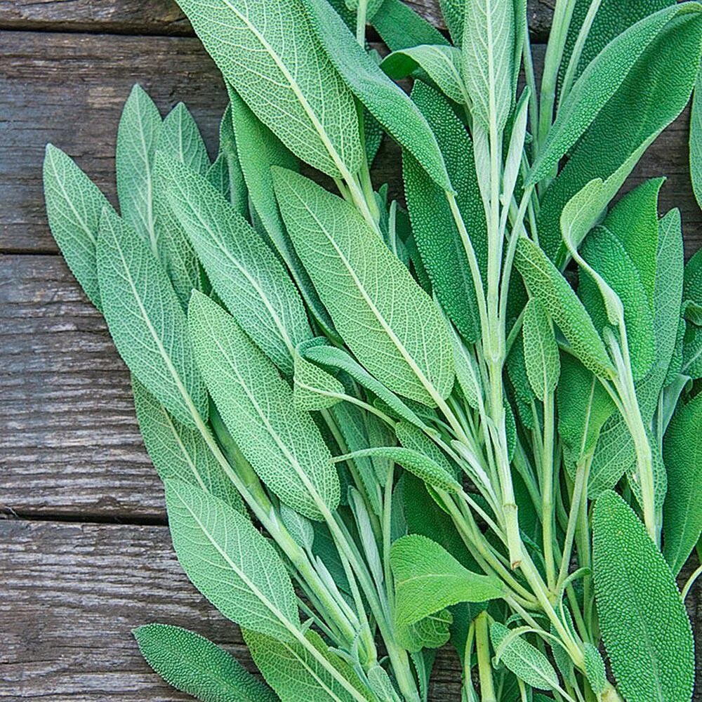 Трава листья шалфея. Трава листья шалфея. Шалфей листики. Шалфей альпийский. Шалфей sage.