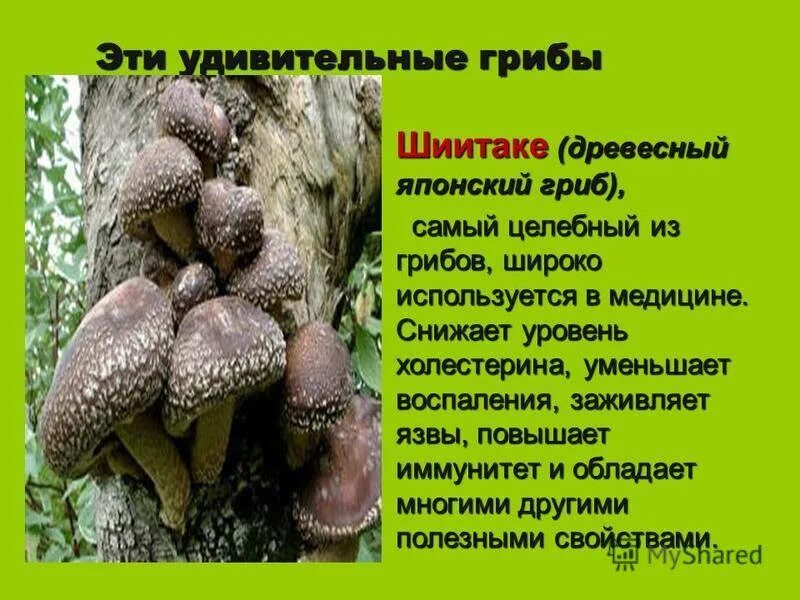 Гриб шиитаке лечебные. Шиитаке гриб описание. Необычные грибы презентация. Шиитаке описание.