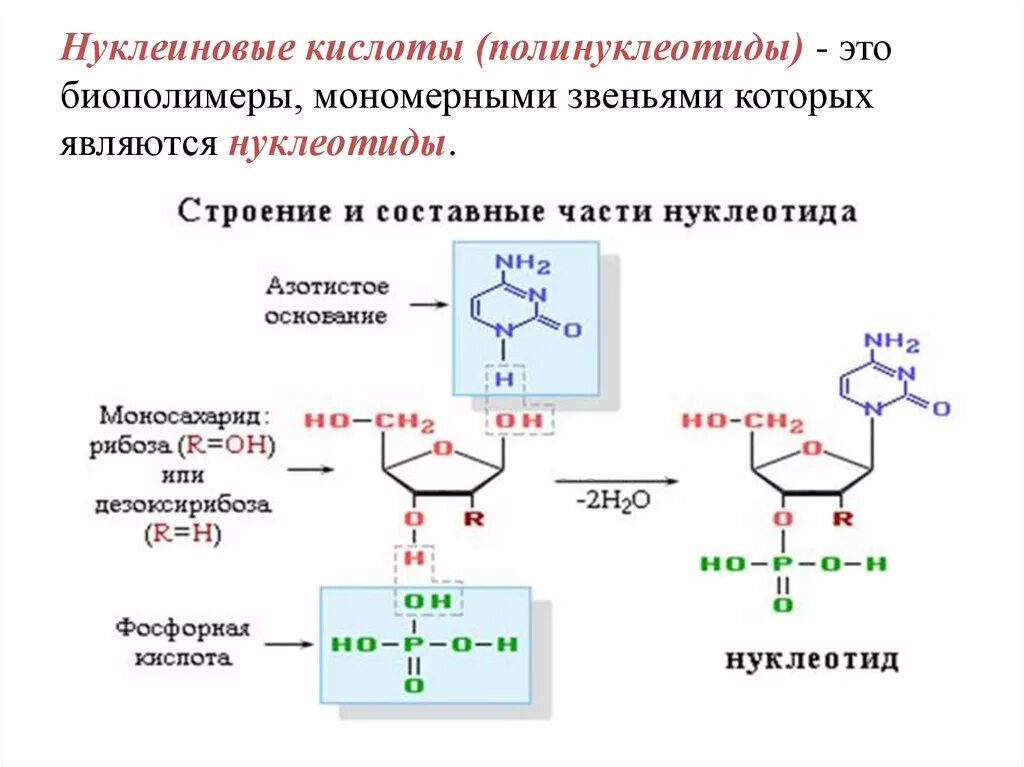 Нуклеиновые части кислоты. Нуклеиновые кислоты строение нуклеотида. Дефосфорилирования 5´-дезоксиадениловой кислоты. Основная формула нуклеиновых кислот. Нуклеотиды нуклеозиды нуклеиновые кислоты.