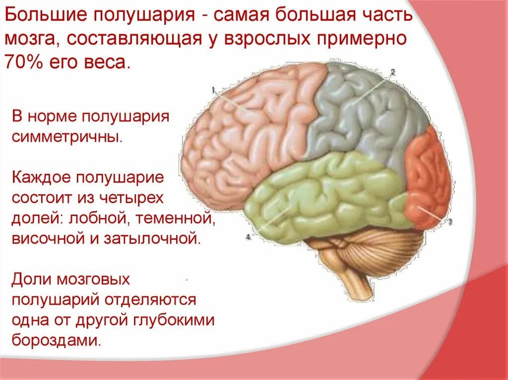 Доли больших полушарий мозга. Самая большая часть мозга. Самая важная часть мозга. Функции полушарий мозга. В каждом полушарии долей