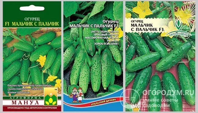 Огурцы сорт лист. Сорт огурцов миранда. огурцы сорт миранда. семена огурцов для теплицы мальчик с пальчик. огурцы бонус гибрид иркутск купить.