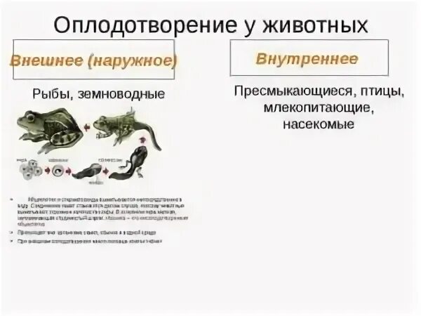 Внутреннее оплодотворение