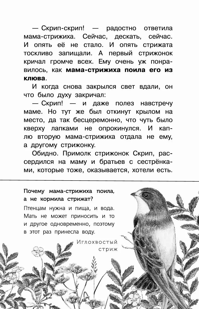 Вопросы по стрижонку скрипу с ответами. Рассказ Стрижонок скрип. Вопросы к произведению Стрижонок стрип. Пересказ Стрижонок скрип. Стрижонок скрип краткое содержание.