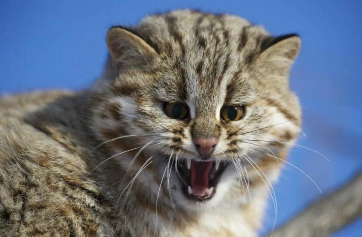 Как выглядел 1 кот. Дальневосточный амурский лесной кот. кот дикий лесной камышовый амурский. уссурийский амурский лесной кот. дальневосточный камышовый кот.