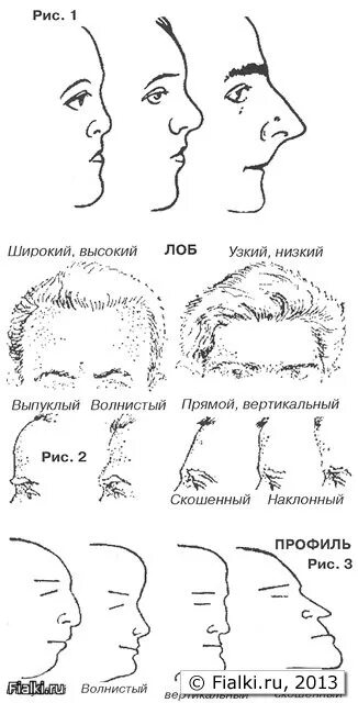 Название лбов. Форма лба криминалистика. Форма подбородка криминалистика. Типы носа криминалистика. Подбородок криминалистика криминалистика.