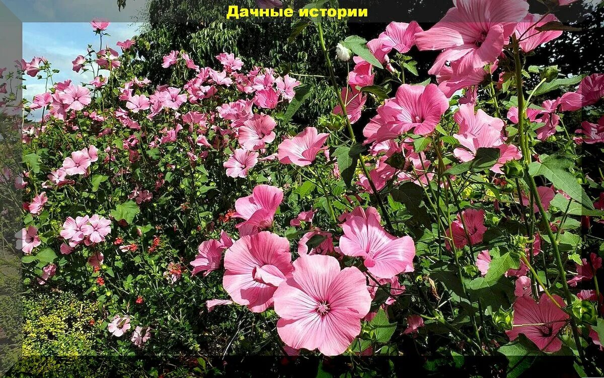 Семянок прикупила... - Сад, огород - Страна Мам