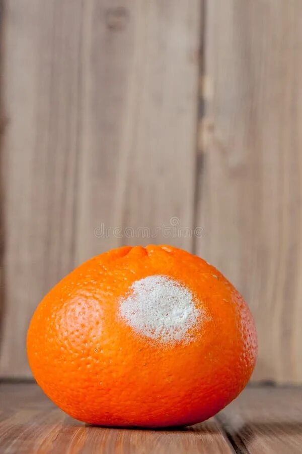 На дереве висят мандарины сначала. Тухлый апельсин. Гнилой мандарин. Тухлый апельсин цвет. Цвет гнилого апельсина.