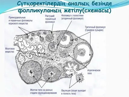 Яичники москва