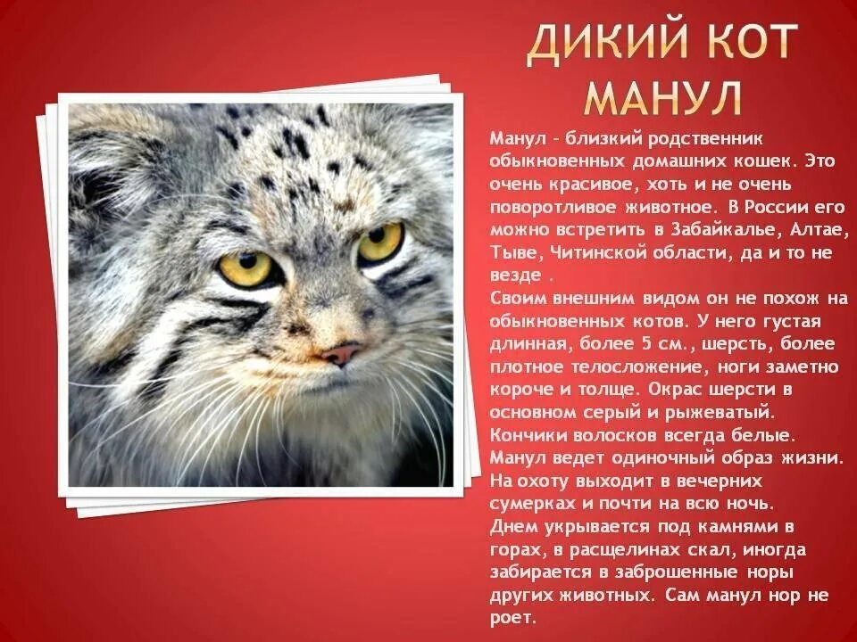 Сообщение об 1 животном из красной книги. Дикий кот манул рассказ. красная книга россии книга манул. животное из красной книги манул. сообщение о мануле.