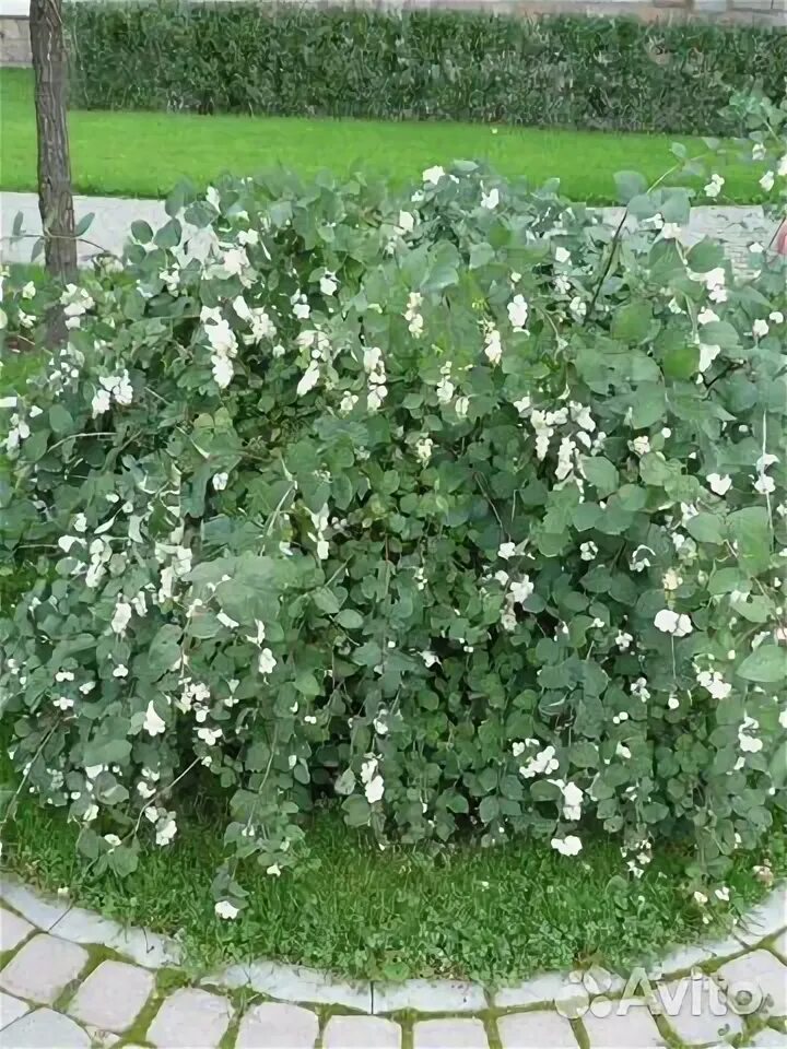 снежноягодник белый