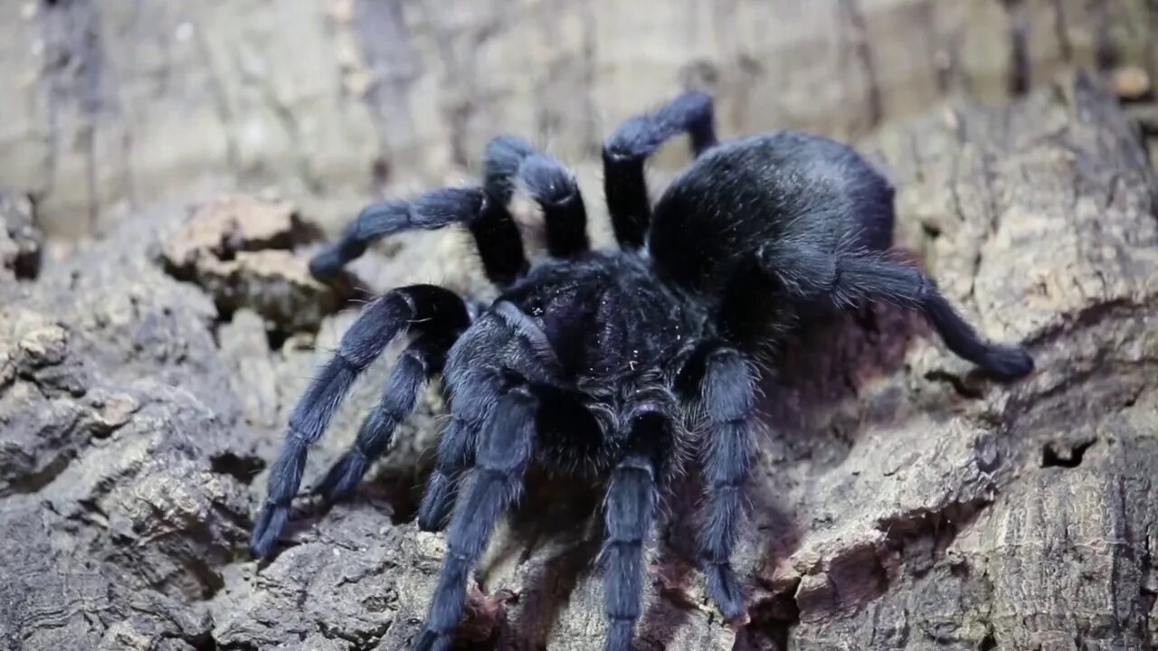 Апулийский тарантул. Земляной тарантул. Кто в маске тарантула. Ephebopus cyanognathus. Кто в маске тарантула.
