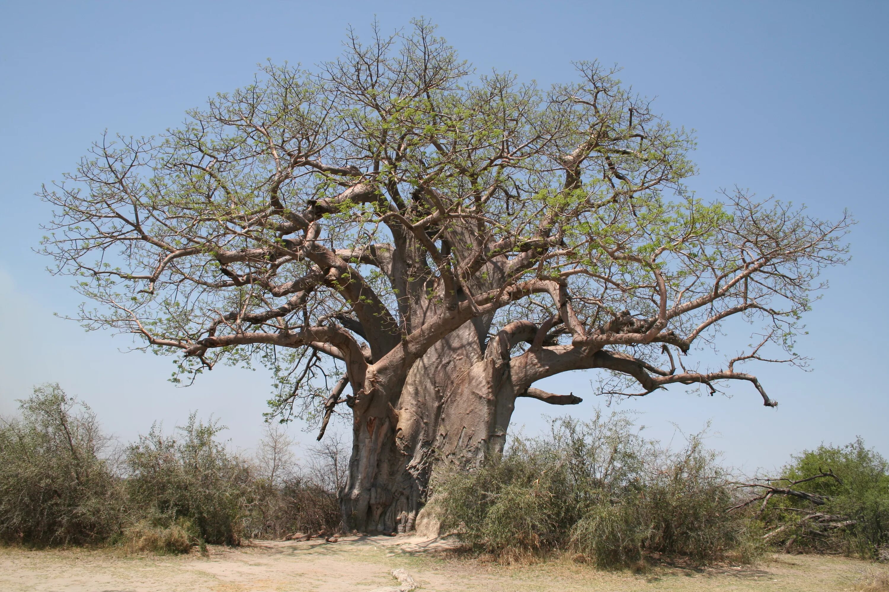 Толстое дерево 6. Баобаб Адансония. Adansonia digitata баобаб Адансония пальчатая. Digitata (Адансония пальчатая). Баобаб Африканский.