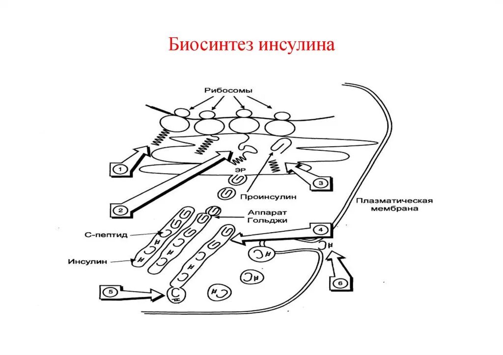 Синтез инсулина процесс. Схема синтеза инсулина биохимия. Схема биосинтеза инсулина в -клетках островков Лангерганса. Инсулин строение Синтез секреция. Механизм синтеза инсулина.