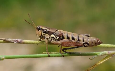 Short horned grasshopper