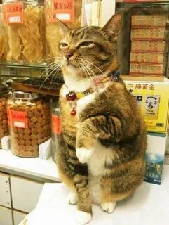 Смешные коты без надписи