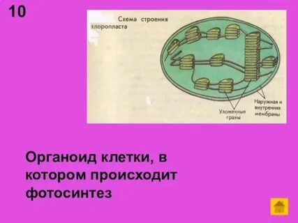 Какие органоиды участвуют в процессе фотосинтез